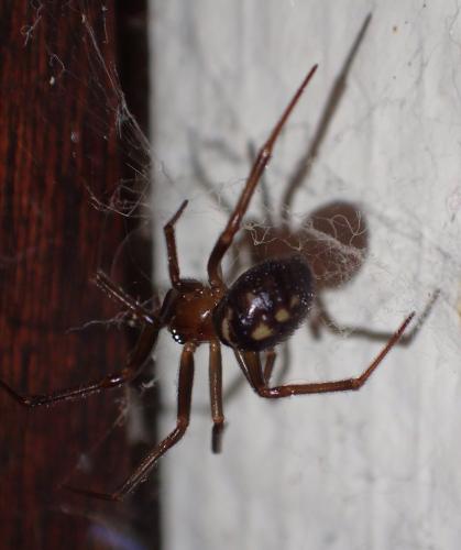 Steatoda grossa